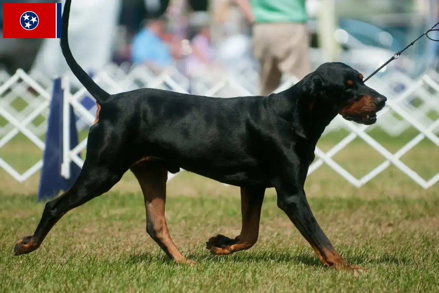 Read more about the article Black and Tan Coonhound breeders and puppies in Tennessee