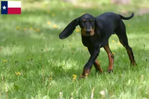 Read more about the article Black and Tan Coonhound breeders and puppies in Texas