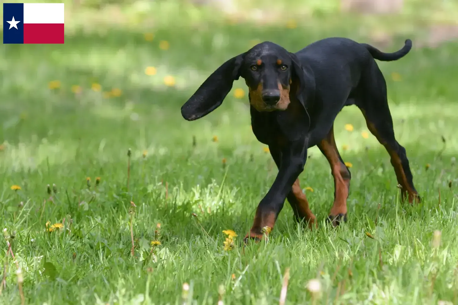 Read more about the article Black and Tan Coonhound breeders and puppies in Texas