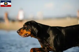 Read more about the article Black and Tan Coonhound breeders and puppies in Utah