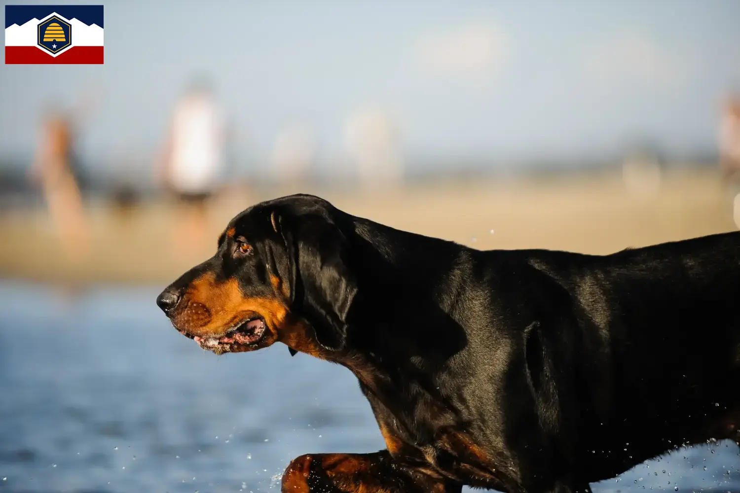 Read more about the article Black and Tan Coonhound breeders and puppies in Utah
