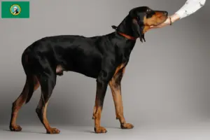 Read more about the article Black and Tan Coonhound breeders and puppies in Washington