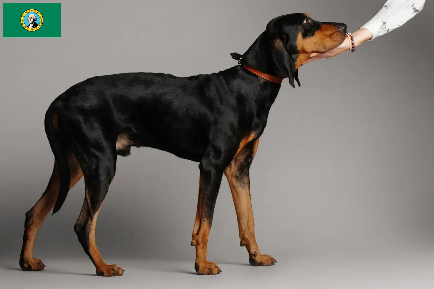 Read more about the article Black and Tan Coonhound breeders and puppies in Washington