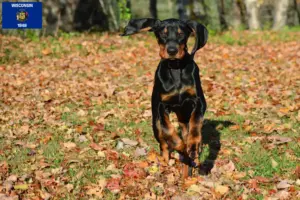 Read more about the article Black and Tan Coonhound Breeders and Puppies in Wisconsin