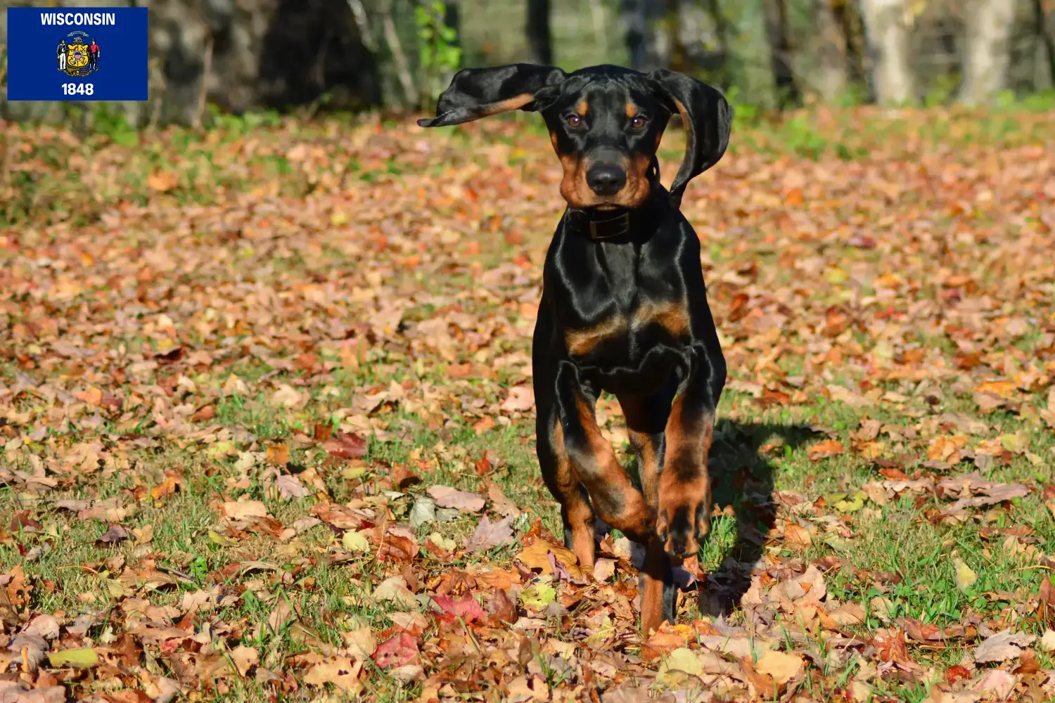 Read more about the article Black and Tan Coonhound Breeders and Puppies in Wisconsin