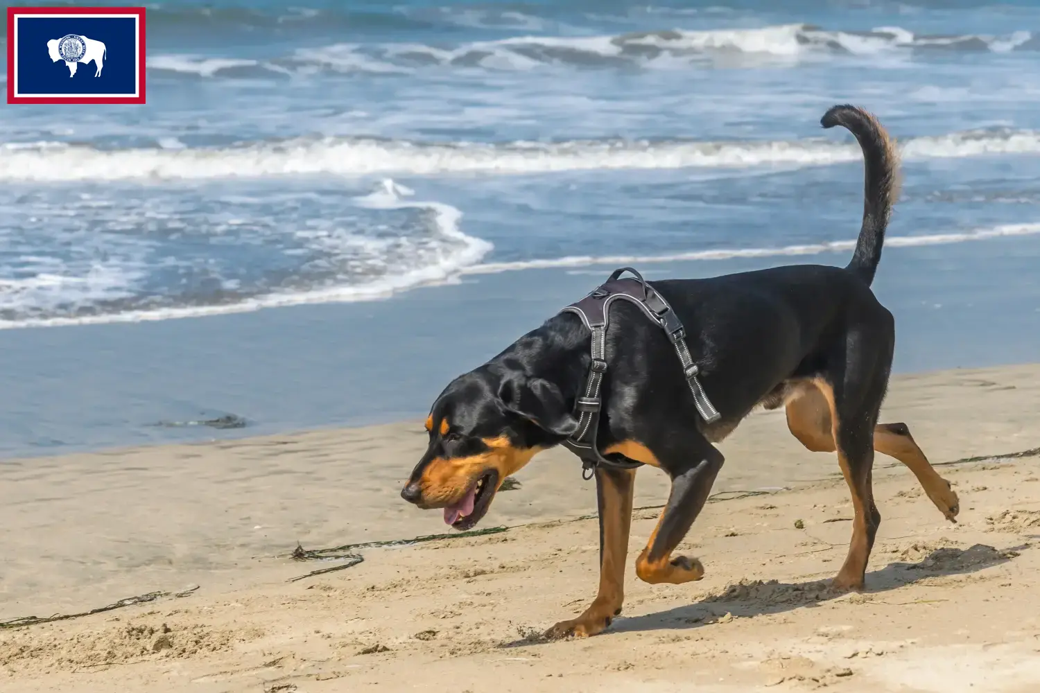 Read more about the article Black and Tan Coonhound Breeders and Puppies in Wyoming