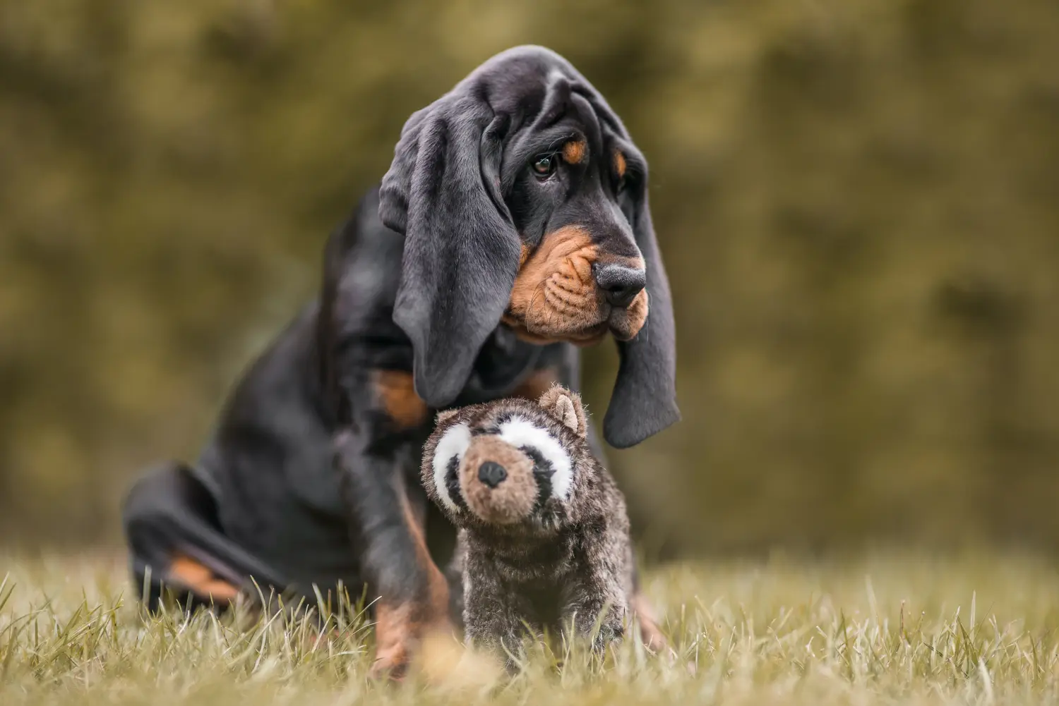 Buying a Black and Tan Coonhound puppy means taking responsibility! Buy Black and Tan Coonhound puppies.