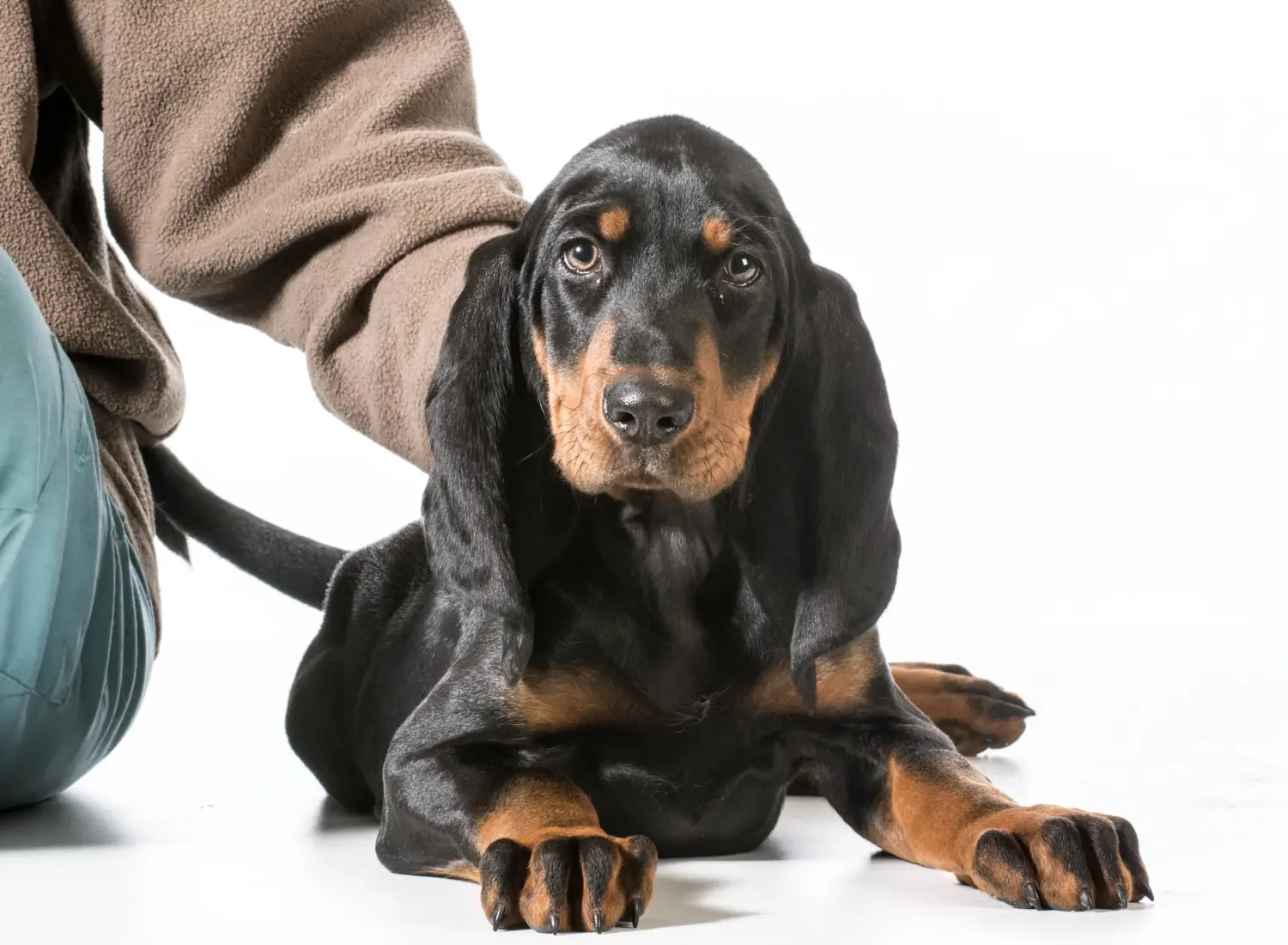 Buying a Black and Tan Coonhound puppy means taking responsibility! Buy Black and Tan Coonhound puppies.