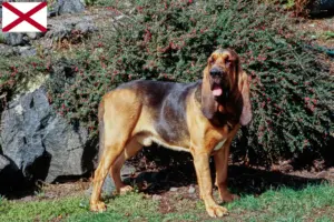 Read more about the article Bloodhound breeders and puppies in Alabama