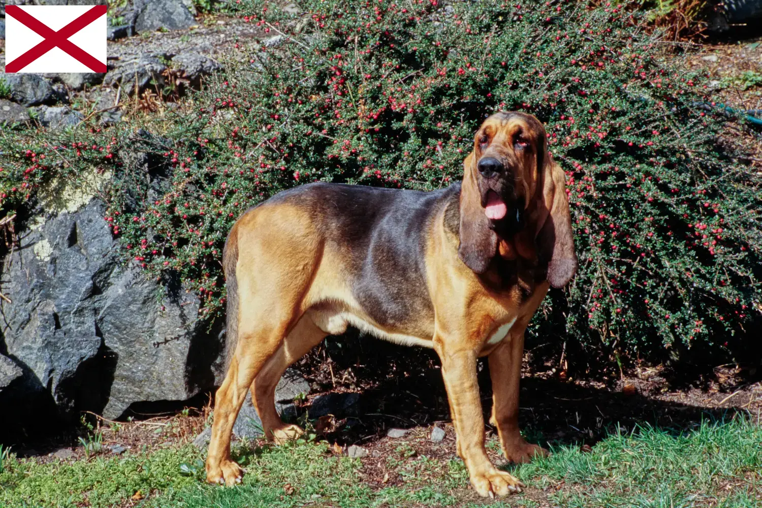 Bloodhound puppies and breeders Alabama Find Bloodhounds breeders in Alabama here.