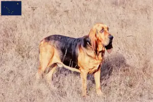Read more about the article Bloodhound breeders and puppies in Alaska