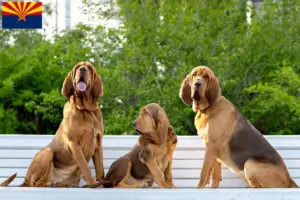 Read more about the article Bloodhound breeders and puppies in Arizona
