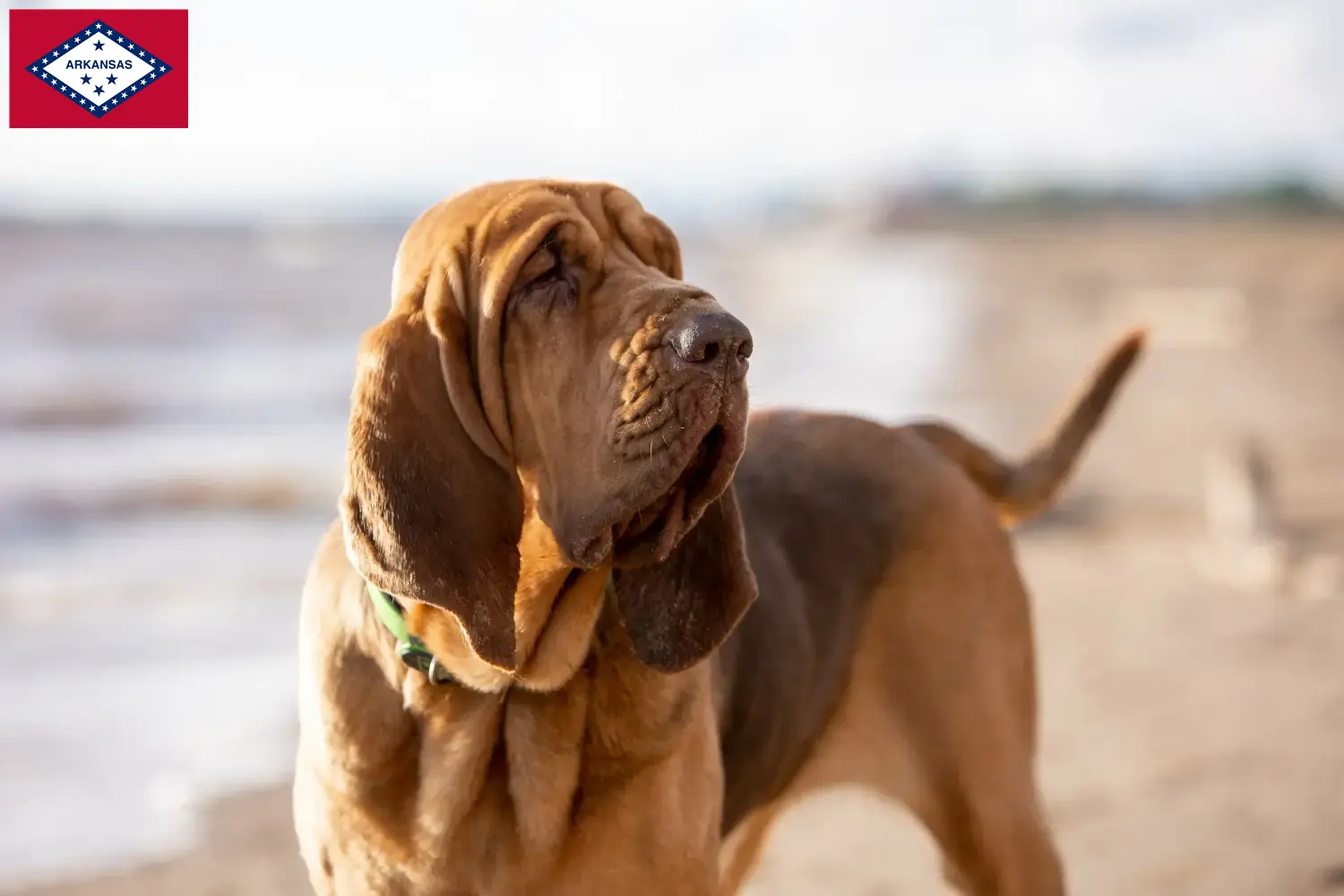 Bloodhound puppies and breeders Arkansas Find Bloodhounds breeders in Arkansas here.