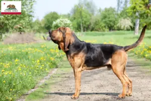 Read more about the article Bloodhound breeders and puppies in California