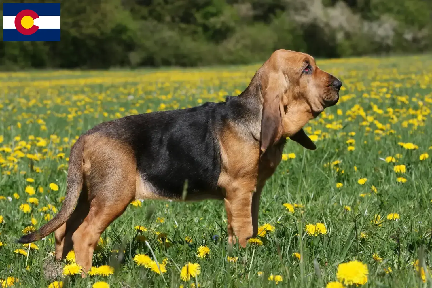 Read more about the article Bloodhound breeders and puppies in Colorado