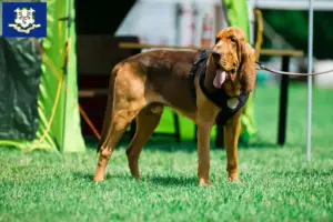 Read more about the article Bloodhound breeders and puppies in Connecticut
