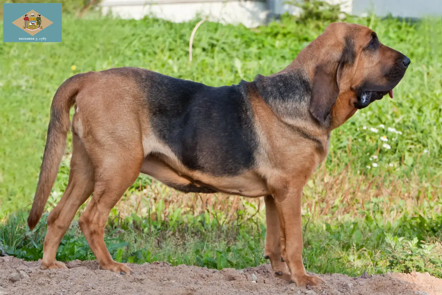 Read more about the article Bloodhound breeders and puppies in Delaware