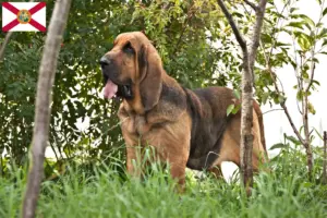 Read more about the article Bloodhound breeders and puppies in Florida
