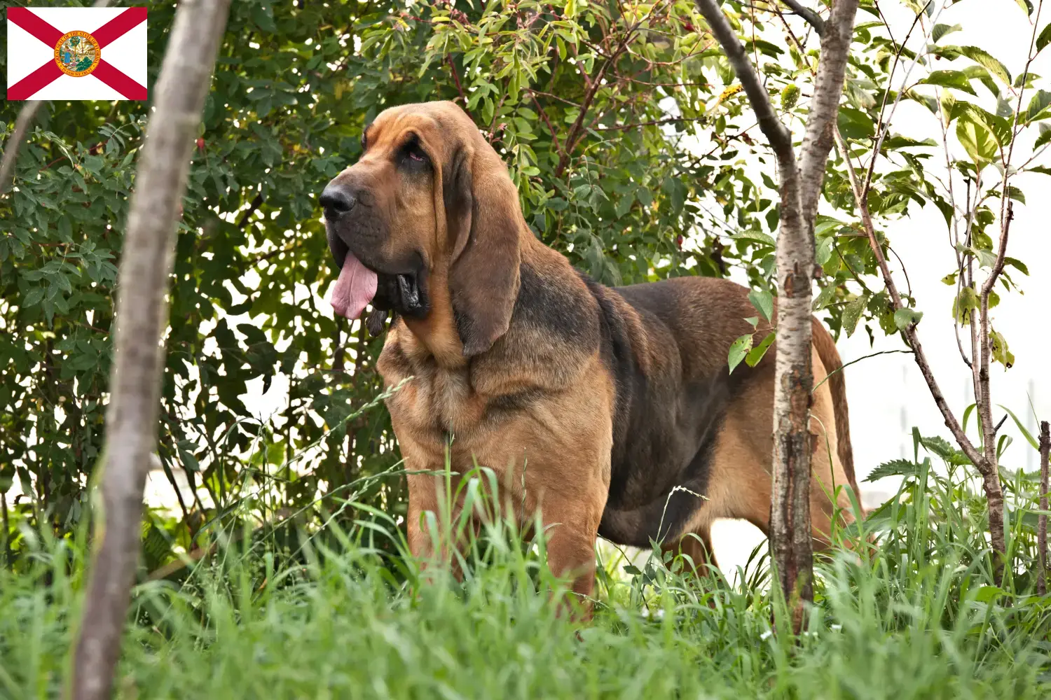 Read more about the article Bloodhound breeders and puppies in Florida