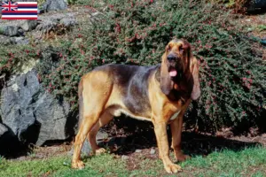 Read more about the article Bloodhound breeders and puppies in Hawaii