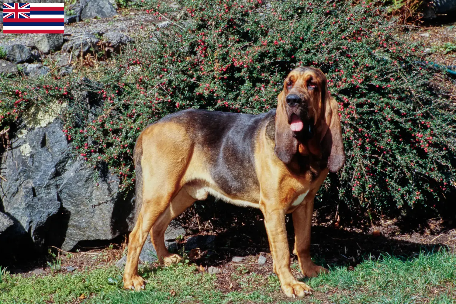 Read more about the article Bloodhound breeders and puppies in Hawaii