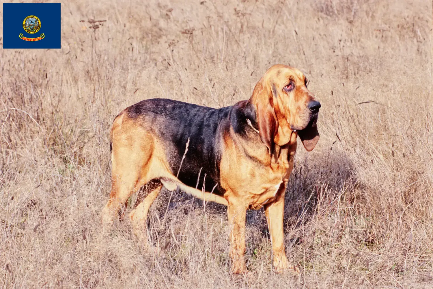Read more about the article Bloodhound breeders and puppies in Idaho