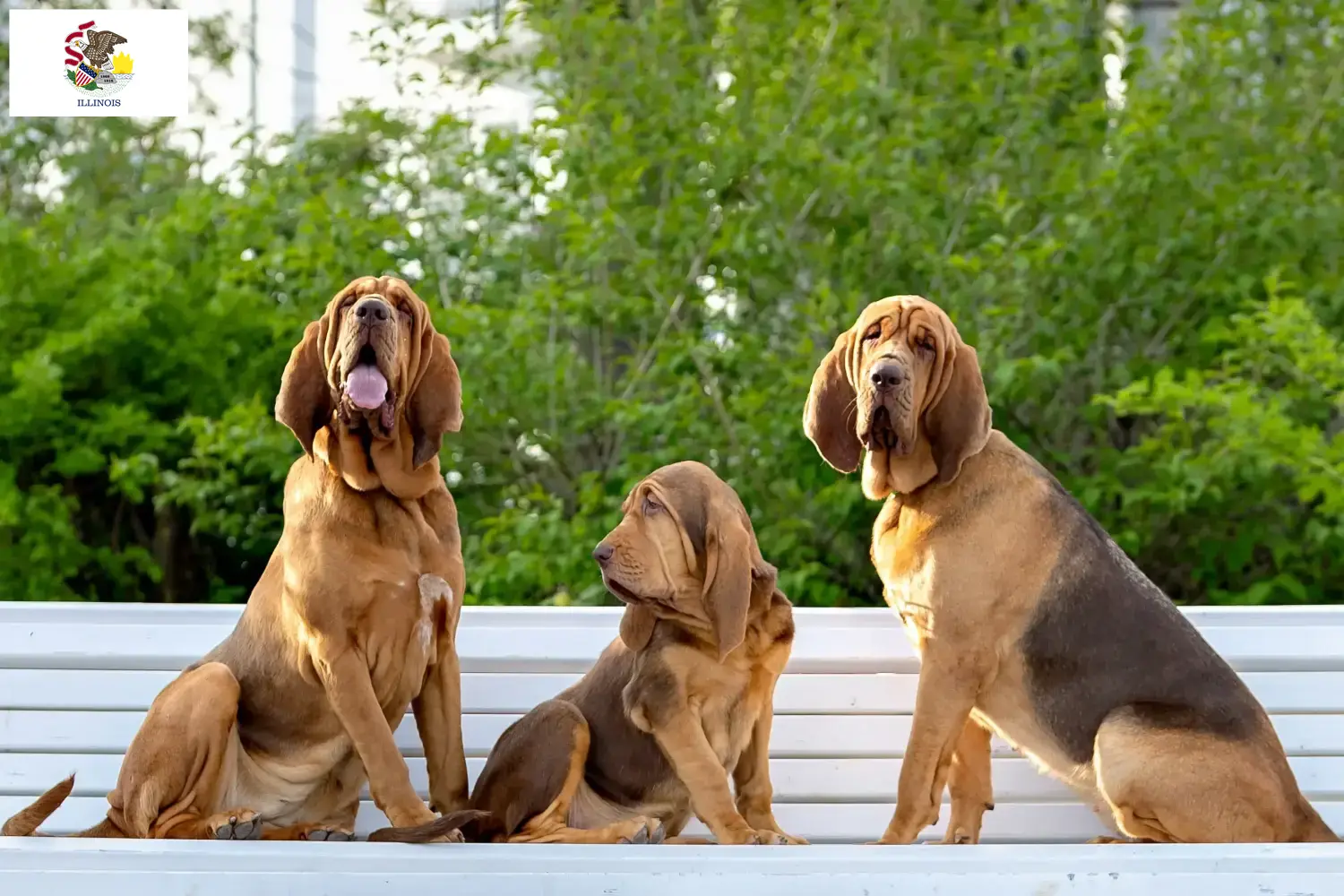 Read more about the article Bloodhound breeders and puppies in Illinois