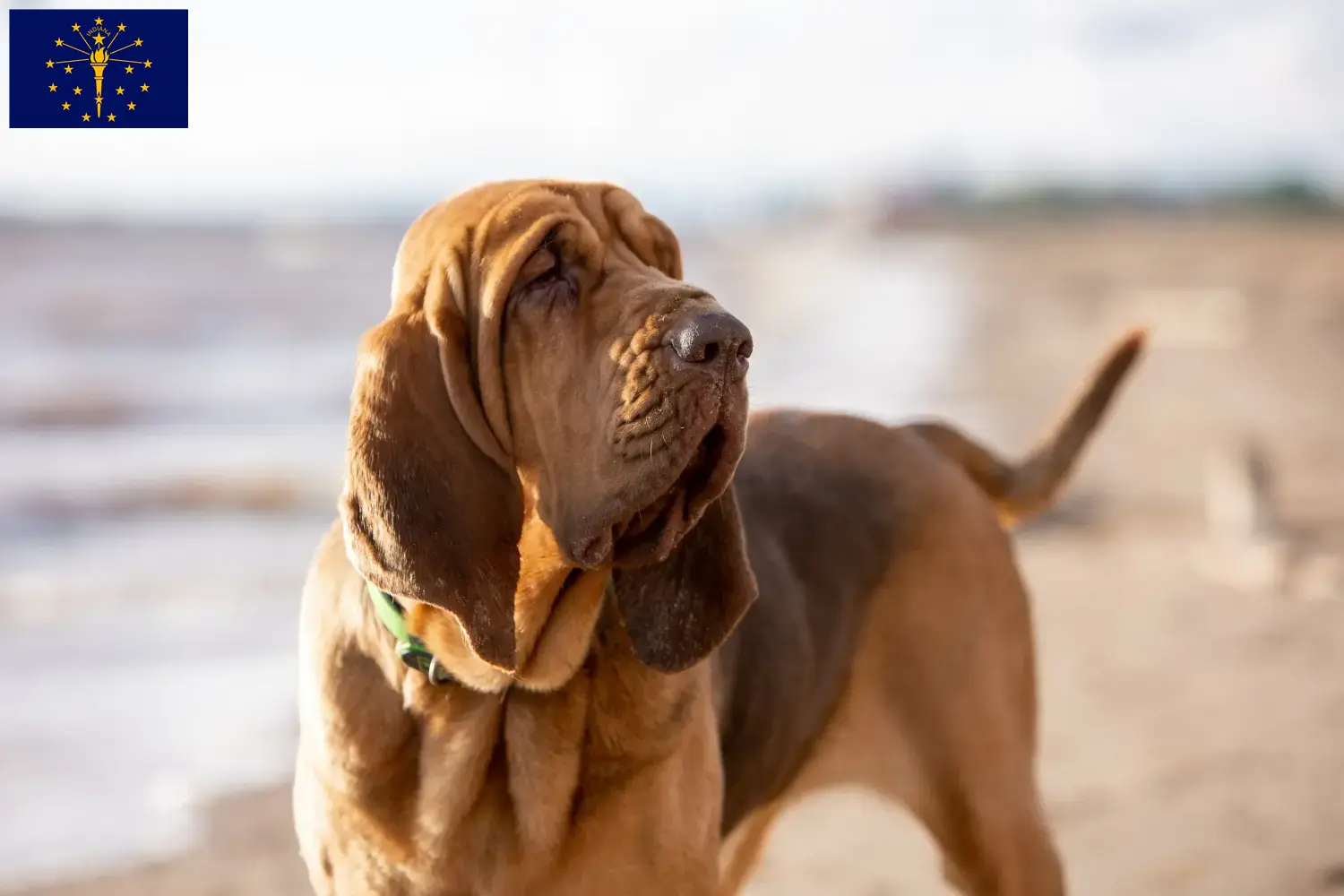 Read more about the article Bloodhound breeders and puppies in Indiana