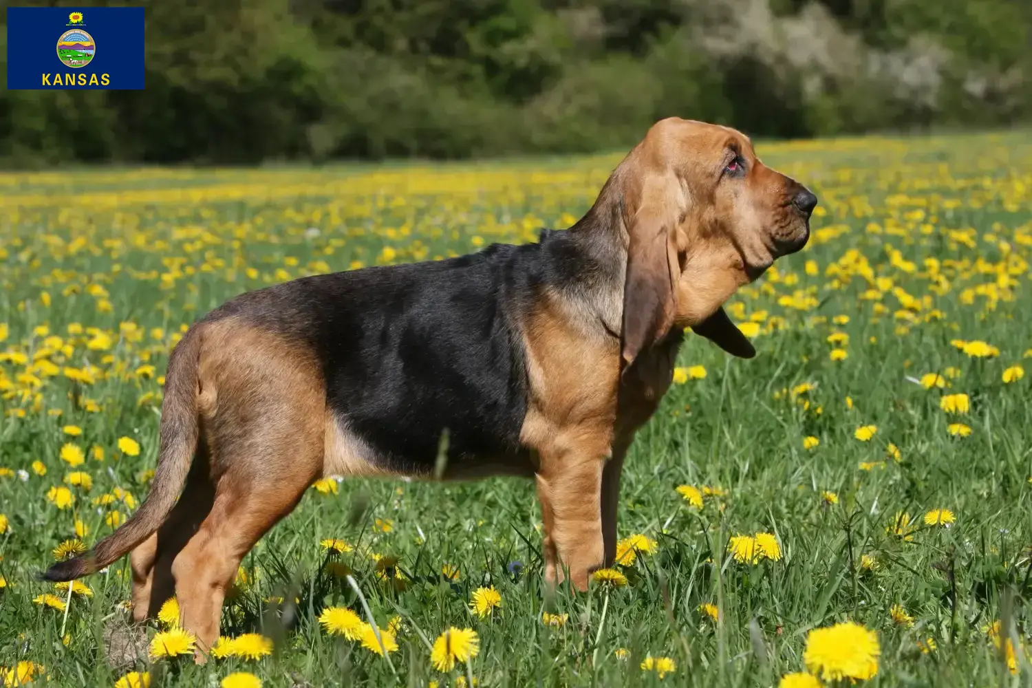 Read more about the article Bloodhound breeders and puppies in Kansas