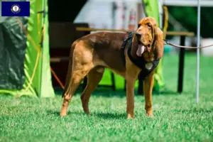 Read more about the article Bloodhound breeders and puppies in Kentucky
