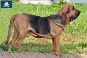Read more about the article Bloodhound breeders and puppies in Louisiana