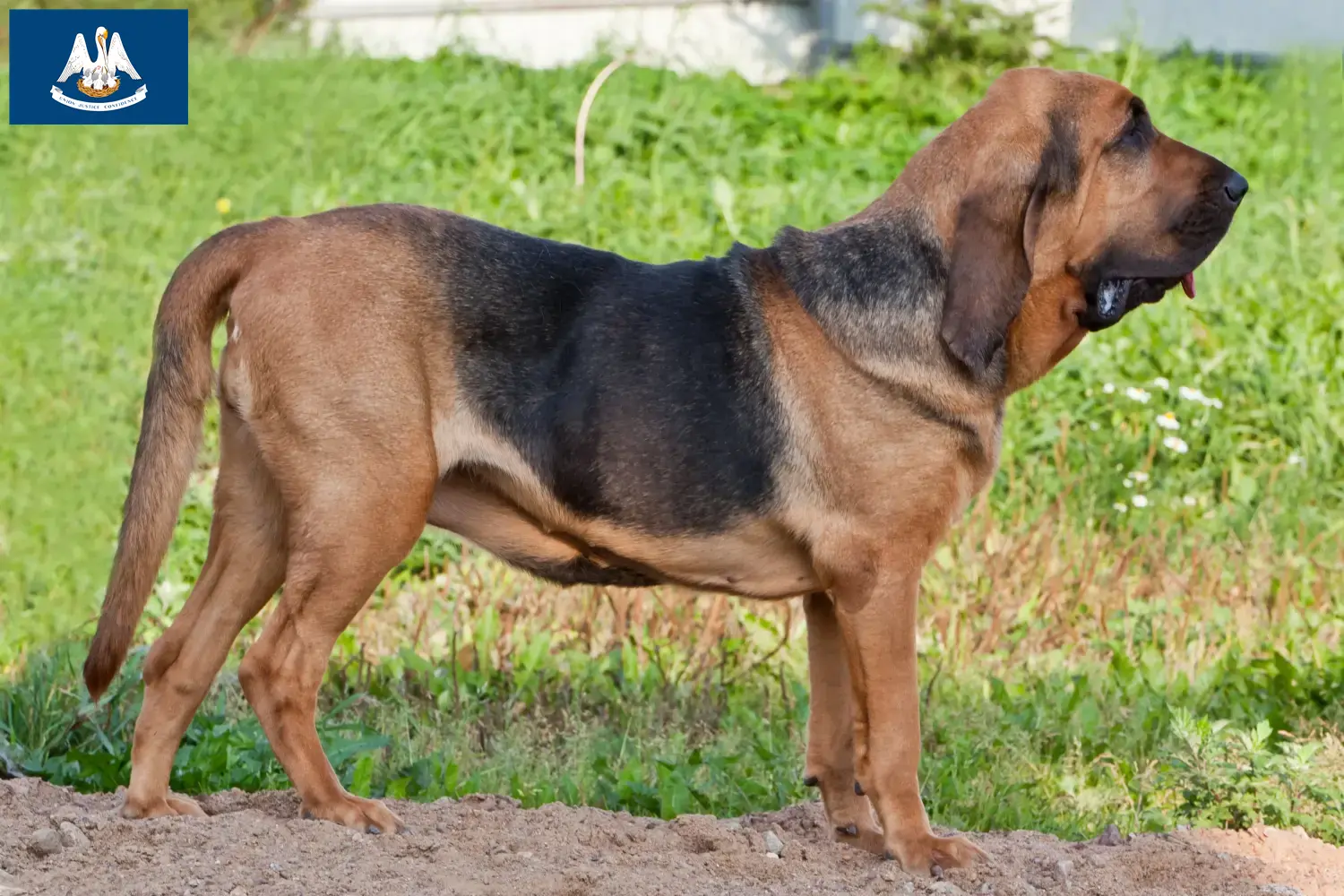 Bloodhound puppies and breeders Louisiana Find Bloodhounds breeders in Louisiana here.