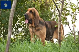 Read more about the article Bloodhound breeders and puppies in Maine