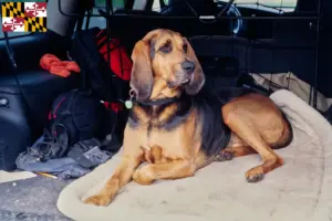 Read more about the article Bloodhound breeders and puppies in Maryland