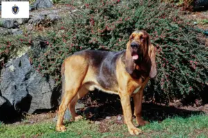 Read more about the article Bloodhound breeders and puppies in Massachusetts