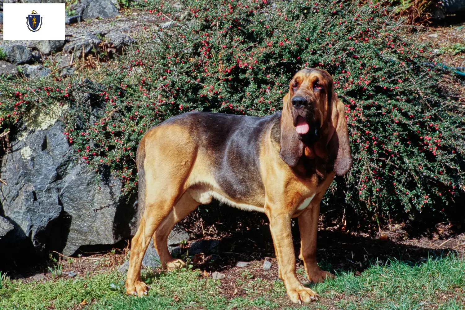 Bloodhound puppies and breeders Massachusetts Find Bloodhounds breeders in Massachusetts here.