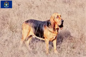 Read more about the article Bloodhound breeders and puppies in Michigan