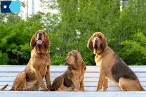 Read more about the article Bloodhound breeders and puppies in Minnesota