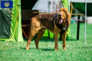 Read more about the article Bloodhound breeders and puppies in Nebraska
