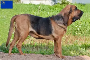 Read more about the article Bloodhound breeders and puppies in Nevada