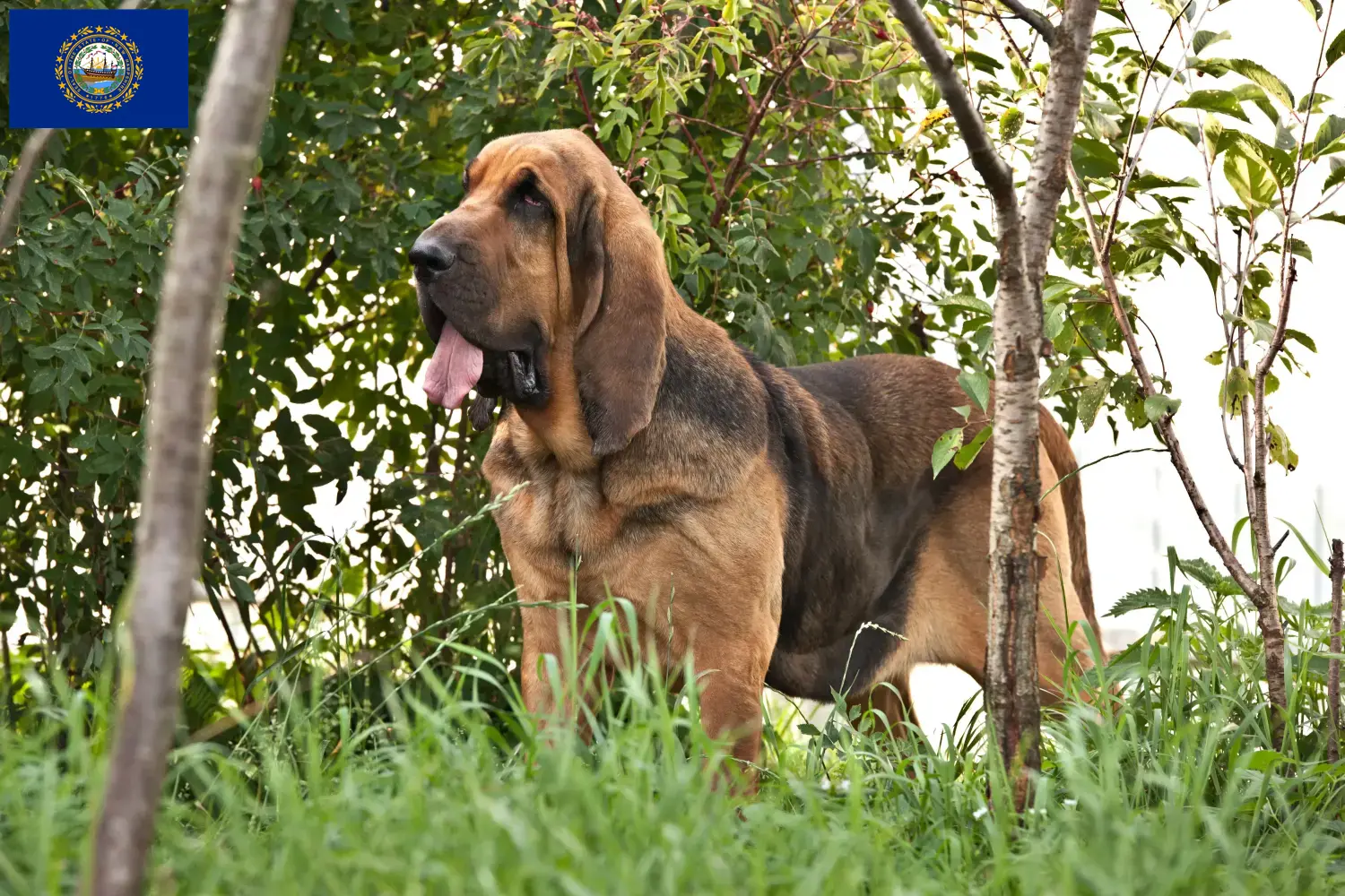 Bloodhound puppies and breeders New Hampshire Find Bloodhounds breeders in New Hampshire here.