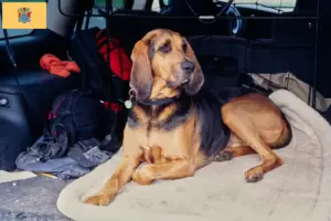 Read more about the article Bloodhound breeders and puppies in New Jersey
