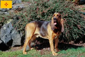 Read more about the article Bloodhound breeders and puppies in New Mexico