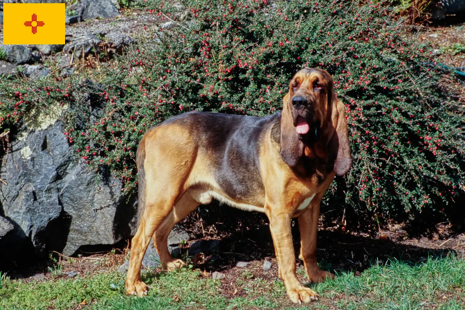 Read more about the article Bloodhound breeders and puppies in New Mexico