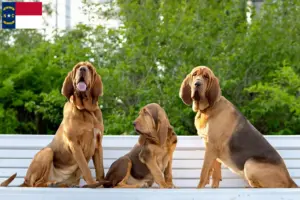 Read more about the article Bloodhound breeders and puppies in North Carolina