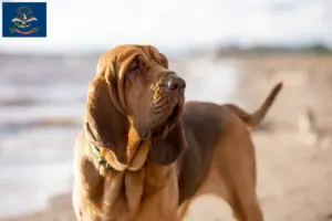Read more about the article Bloodhound breeders and puppies in North Dakota