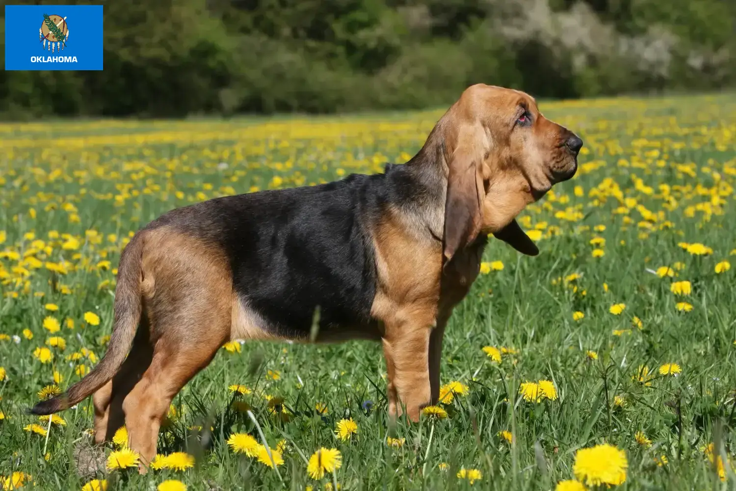 Bloodhound puppies and breeders Oklahoma Find Bloodhounds breeders in Oklahoma.