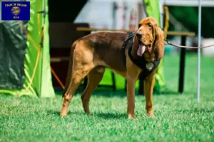 Read more about the article Bloodhound breeders and puppies in Oregon