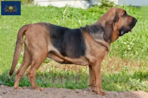 Read more about the article Bloodhound breeders and puppies in Pennsylvania