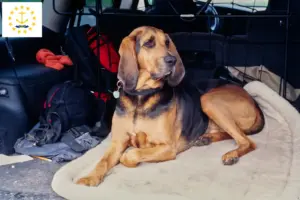 Read more about the article Bloodhound breeders and puppies in Rhode Island